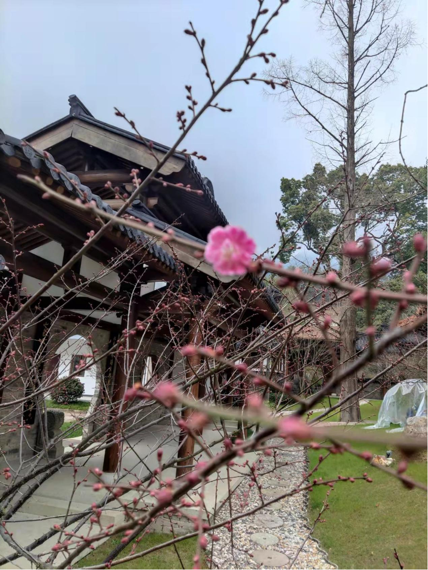 又見梅花开(图3) 1.png