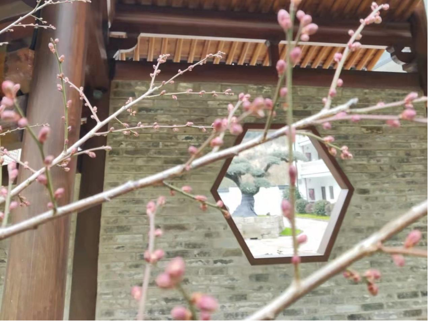 又見梅花开(图2) 1.png