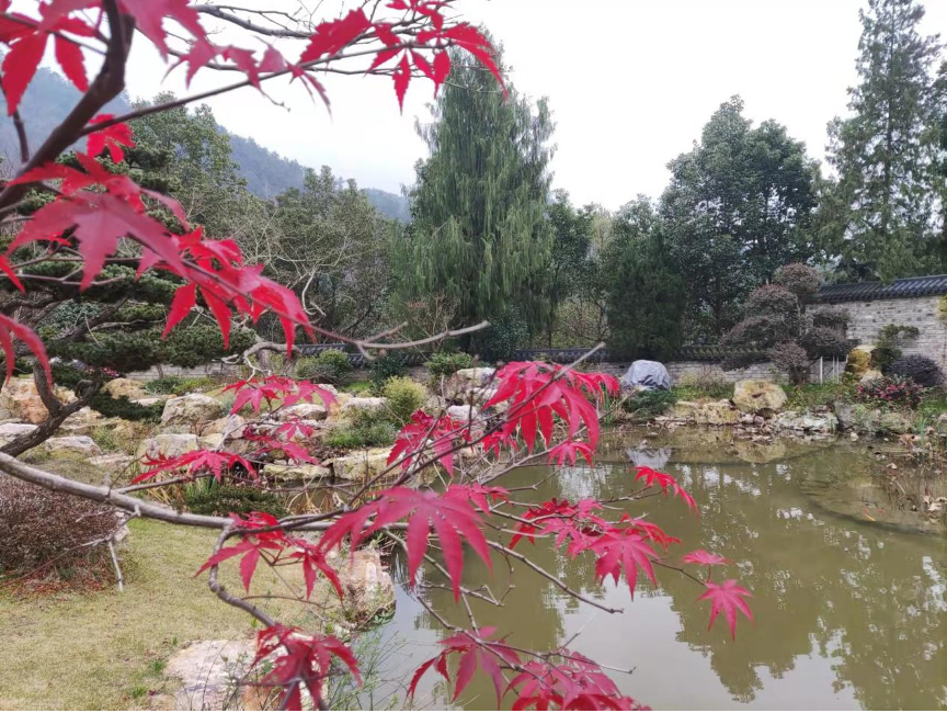 又見梅花开(图7) 1.png